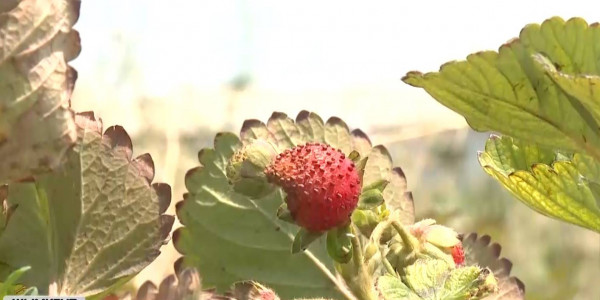 Клубникой обеспечивать жителей Шымкента планируют местные аграрии
