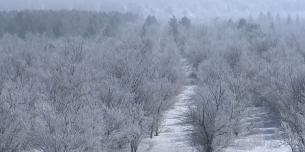 Жасыл желекке бет бұрған елдің ұтары көп
