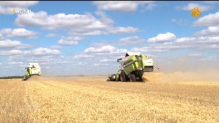 &laquo;Ас арқау&raquo;. Алма мен астық жинау науқаны