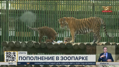 Амурские тигрята появились на свет в Алматинском зоопарке