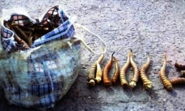 Карагандинские полицейские изъяли крупную партию рогов сайги