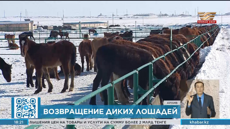 40 лошадей Пржевальского привезут в Казахстан из Европы