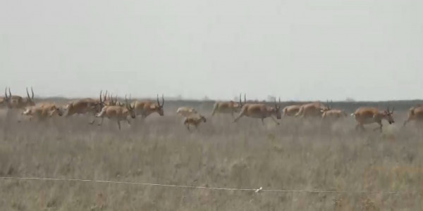 Фермеры ЗКО просят урегулировать численность сайги
