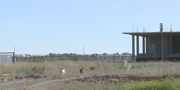 Бродячие собаки продолжают нападать на детей в Актобе