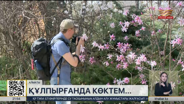 Алматы көктемі: магнолия мен өрік гүлдері қала көркін әсемдейді