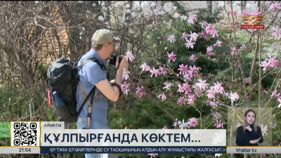 Алматы көктемі: магнолия мен өрік гүлдері қала көркін әсемдейді