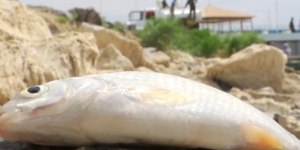 Более 6 тонн рыбы погибло в Кызылординской области
