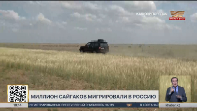 Миллион сайгаков мигрировали из Казахстана в Россию