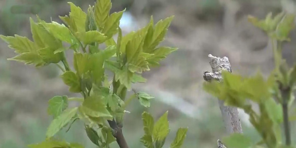 Грандиозные планы по озеленению Уральска озвучил замакима ЗКО