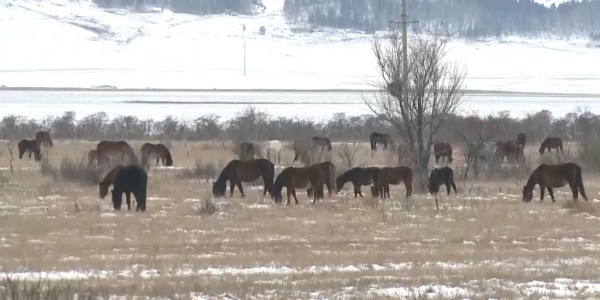 Ақмола облысында төрт түліктің кесірінен 40-тан астам жол апаты болған