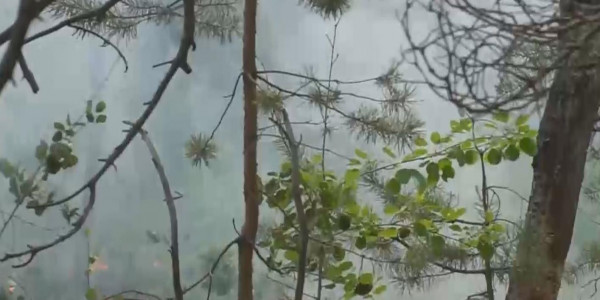 Абай облысындағы орман өртінің тұтанғанына 1 аптаға жуықтады