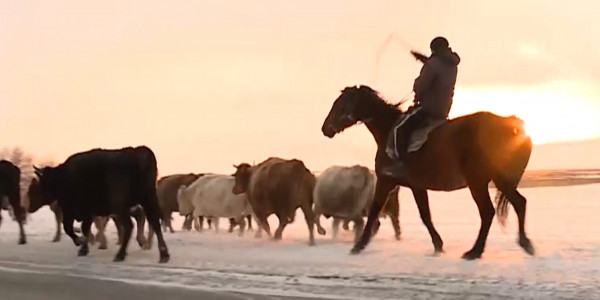 В Костанайской области сельчане жалуются на нехватку пастбищных угодий