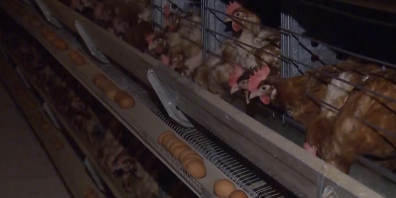 Казахстан к 2030 году намерен полностью обеспечить внутренний спрос на мясо птицы