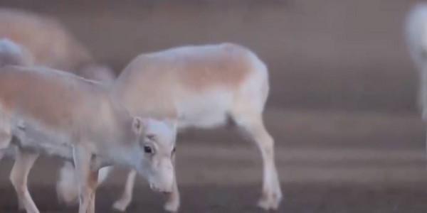 В будущем Казахстан может начать экспортировать рога сайгаков