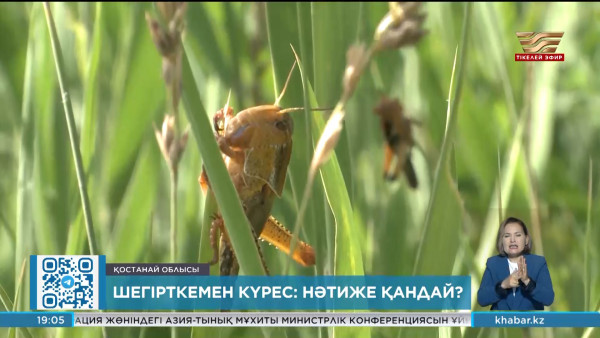 Шегірткемен күрес: нәтиже қандай?