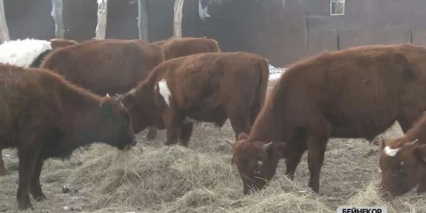 Мамыр айында Қазақстан аусылдан таза ел мәртебесіне ие болады