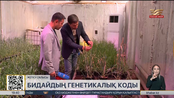 Талдықорғанда бидайдың генетикасы зерттеліп жатыр