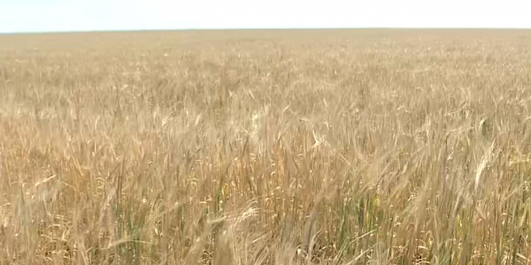 Қостанай облысында биыл бірқатар ауданда егіс танаптары күйіп кетті