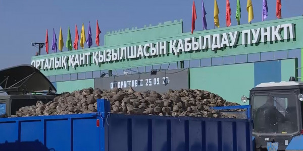 Қант қызылшасын 20 теңгеден қабылдау ұсынылды