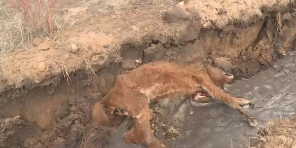 Қарағанды облысының тұрғындары төрт түлігінен көз жазып қалып жатыр