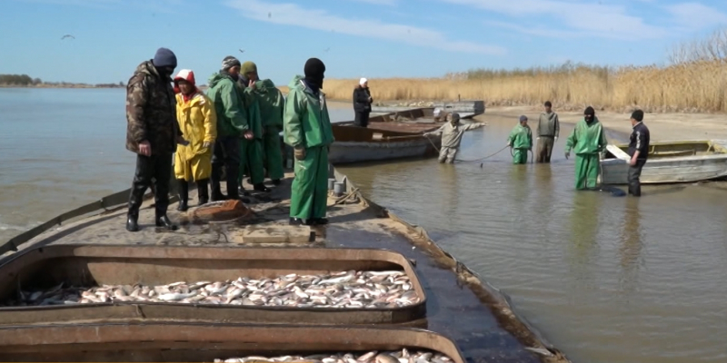 Массовая гибель на Урале: биоразнообразие реки восполняется за счет Каспия