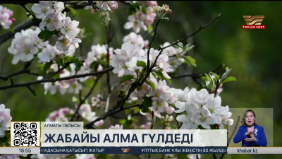 Іле Алатауында Сиверс алмасы гүлдеді