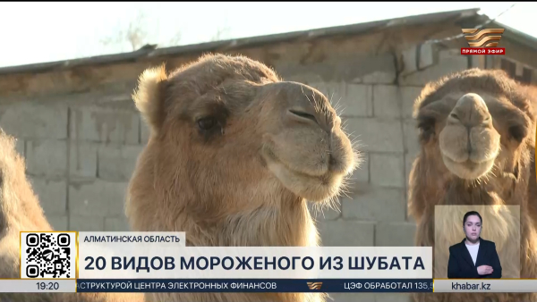 Более 20 видов мороженого из шубата производят в Алматинской области