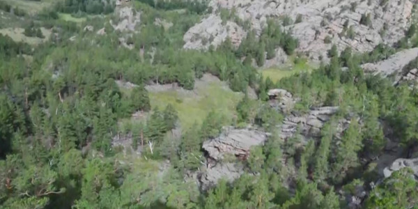 Предприниматели законно могут пользоваться растительным миром для производства