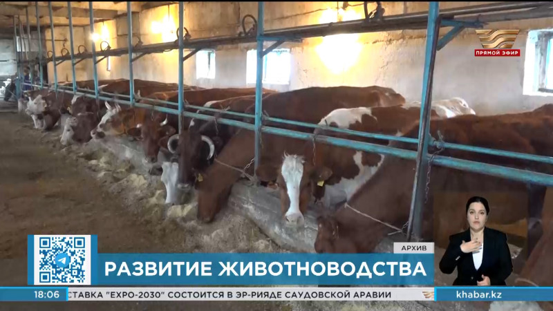 Какое будущее ждет животноводство в Казахстане