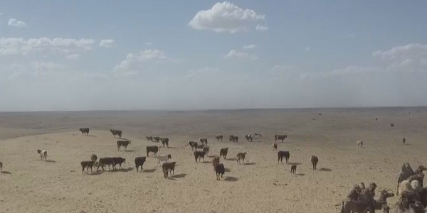 Атырау облысында малшы мен сауыншыға сұраныс жыл сайын артып келеді