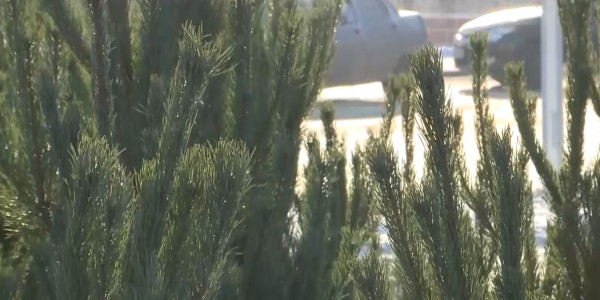 Қостанайда жаңа жыл қарсаңында шырша құны 50% қымбаттады