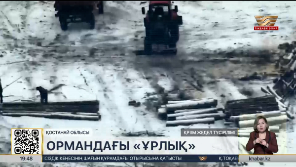 Қостанайда заңсыз ағаш кесумен айналысқан топ әшкереленді