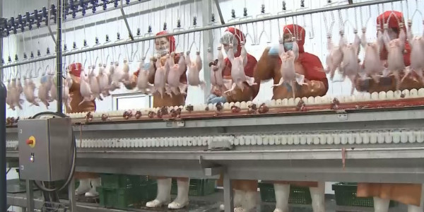 Елімізде тауық еті мен жұмыртқасы неге қымбат?