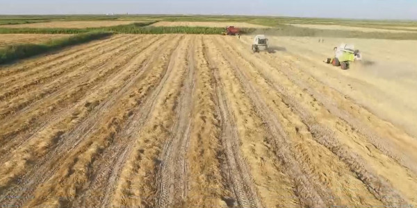 Күріштің жаңа сорты өндіріске енді