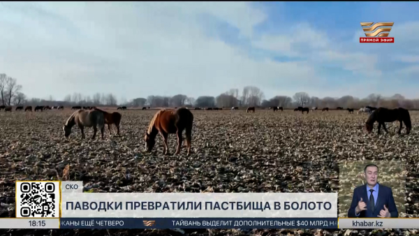 Паводки превратили пастбища в болото в СКО