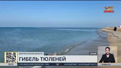 На побережье Каспия выбросило 88 туш мертвых тюленей