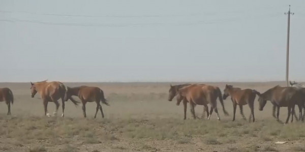 БҚО-дағы бірқатар аудан шаруалары маңғыстаулықтардың күйін кешуі мүмкін