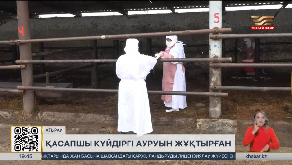 Атырауда мал сойған қасапшы күйдіргі ауруын жұқтырған