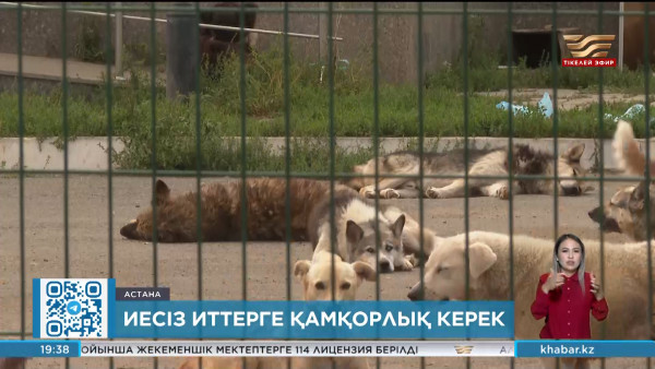 Елордада қаңғыбас иттер қамқорлыққа мұқтаж