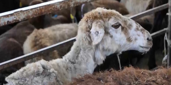 Скот подорожал в Мангистауской области