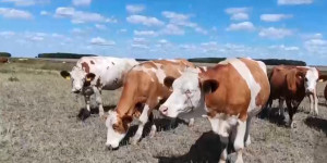 Крупные животноводческие фермы оказались на грани закрытия в Костанайской области