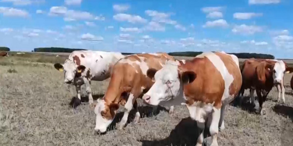 Крупные животноводческие фермы оказались на грани закрытия в Костанайской области