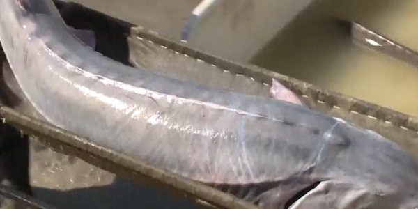 Рыбаки в Атырау поймали белугу весом почти в 150 килограммов