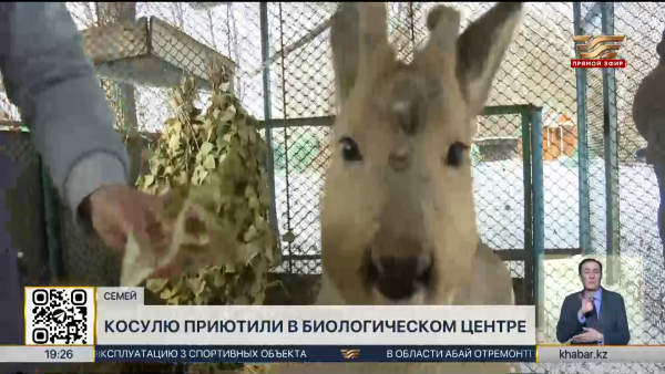 Сибирскую косулю обнаружил житель Семея во дворе своего дома