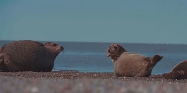Каспий итбалығының популяциясын қалпына келтіруде нәтиже байқалмай тұр