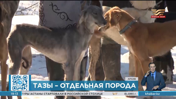 Кинологи  Казахстана: Тазы генетически отличается от других собак