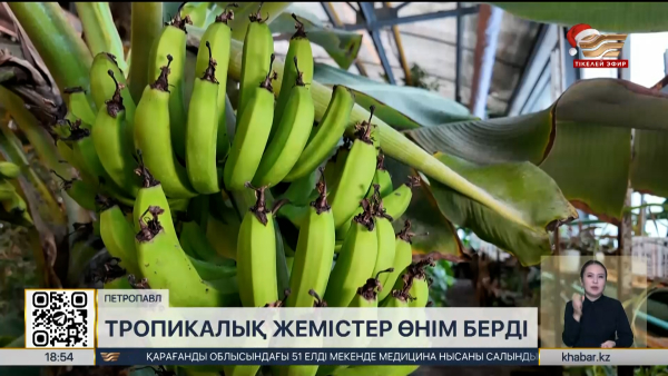 Петропавлда тропикалық жемістер өнім берді