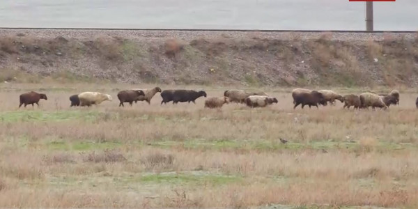 Жамбыл облысында жайылымдық жер тапшы