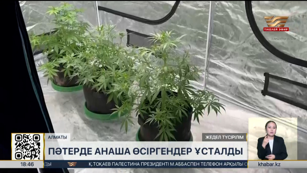 Алматыда пәтерінде есірткі өсіргендер ұсталды