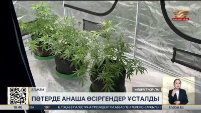 Алматыда пәтерінде есірткі өсіргендер ұсталды